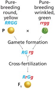 Forked line method for gamete frequency