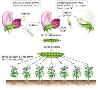 Cross-fertilization in pea plants