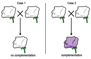 Complementation test in flowers: no complementation vs complementation