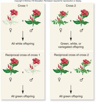 Maternal inheritance of leaf color in four o'clock plants