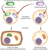 Endosymbiosis theory: origin of mitochondria and chloroplasts