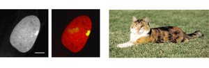 Barr body and calico cat mosaicism