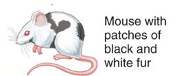 Mouse with patches of black and white fur