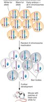 Diagram of X inactivation and mosaicism in mice