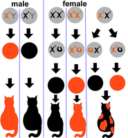 X inactivation and coat color in cats