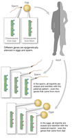 Diagram of genomic imprinting and resetting in gametes