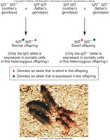 Igf-2 imprinting and phenotypic outcomes in mice