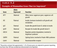 Table of imprinted mammalian genes