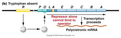 trp operon repressed (tryptophan present)