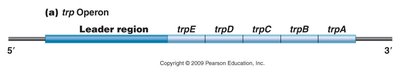 trp operon active (tryptophan absent)
