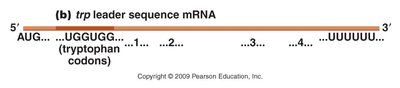 trp operon leader region and tryptophan codons