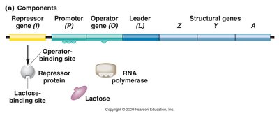 lac operon components and regulatory regions