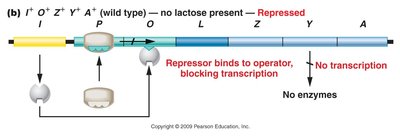 lac operon repressed (no lactose present)