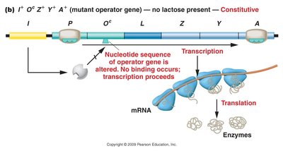 Mutant operator gene, constitutive expression