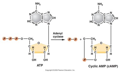 ATP to cAMP conversion by adenylyl cyclase