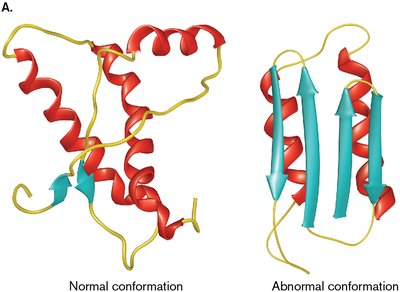 Normal and abnormal prion protein conformations