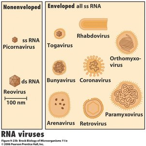 DNA virus genome types and structures