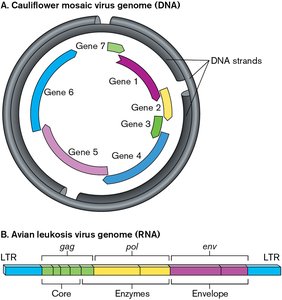 RNA virus genome types and structures