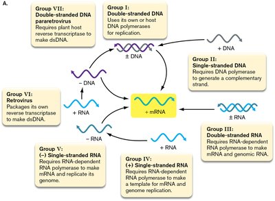 Baltimore virus classification groups and replication pathways