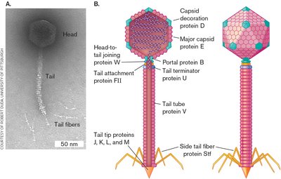 Bacteriophage structure and labeled parts