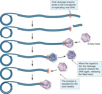 Headful packaging mechanism in bacteriophage DNA