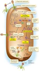 Phage lambda life cycle and regulatory steps