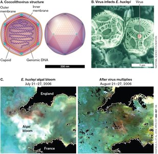 Ecological roles of viruses in algal blooms