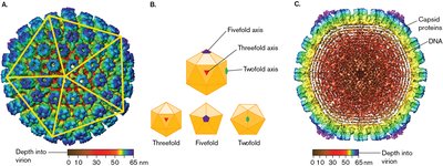 Icosahedral virus symmetry and structure