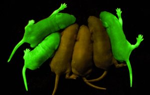 Transgenic mice expressing green fluorescent protein (GFP) compared to wild-type mice