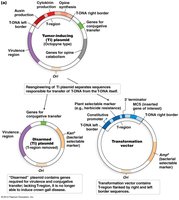 Diagram comparing wild-type and disarmed Ti plasmids and transformation vectors
