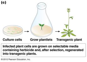 Diagram of plant tissue culture regeneration from transformed cells