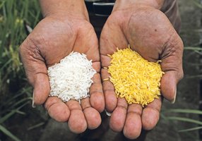 Hands holding white rice and golden rice, showing the color difference due to beta-carotene