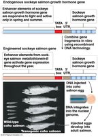 Diagram comparing wild-type and transgenic salmon growth hormone gene regulation and resulting fish size