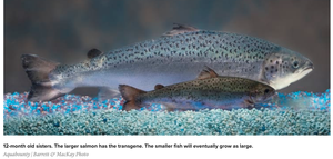 Photograph comparing the size of transgenic and wild-type salmon