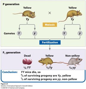 Mouse Y allele inheritance and lethality