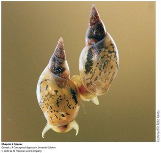 Snail shell coiling