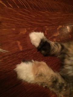 Polydactyl cat paw