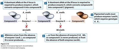 Duplicate recessive epistasis in snails