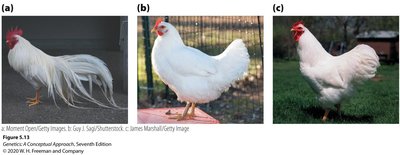 Sex-limited characteristics in chickens