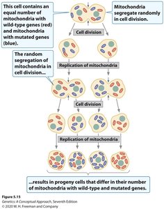Random segregation of mitochondria in cell division
