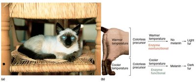 Siamese cat with temperature-sensitive coat color