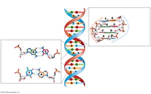 DNA double helix and base pairing
