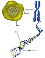 Cell, chromosome, DNA, gene relationship