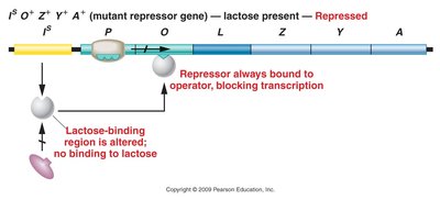 Mutant repressor unable to bind lactose, repressed expression