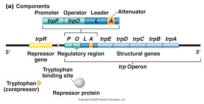 trp operon components and regulatory regions