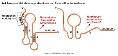 Stem-loop structures in trp leader region