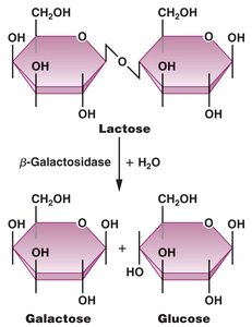 Lactose hydrolysis by β-galactosidase