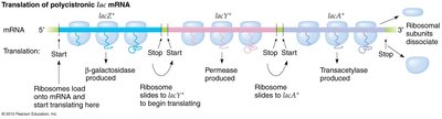 Translation of polycistronic lac mRNA