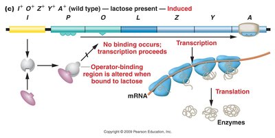 Lac operon induced in presence of lactose