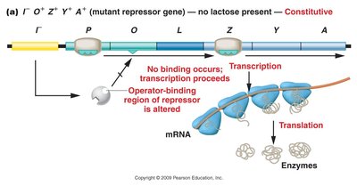 Mutant repressor gene, constitutive expression